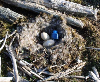 goose nest